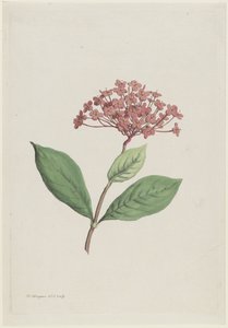 Wiśnia pawia (Ixora coccinea)