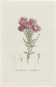 Phaenocoma prolifera Xeranthemum proliferum (tytuł na obiekcie)