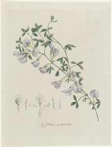 Fioletowy leszcz Fioletowy Cytisus (tytuł na obiekcie)