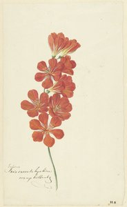 Tritonia Crocata (Płomienna Frezja)