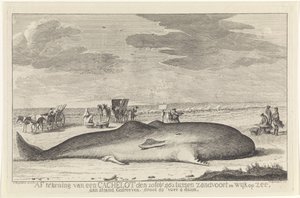 umyty kaszalot Wylogowanie się z parkingu podręcznego 20 lutego 1762 r. między Zandvoort i Wyk op Zee, jadąc po plaży, duży 61 stóp i 6 duum. (tytuł na obiekcie) autorstwa Hendrik Spilman
