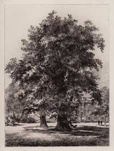 Cambridge: Ogród Kolegium Chrystusa (akwaforta)
