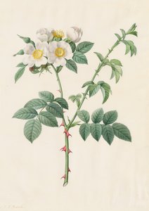 Brier Bush Rose lub Dog Rose Rosa Leucantha, 1817-1824. autorstwa Pierre Joseph Redouté