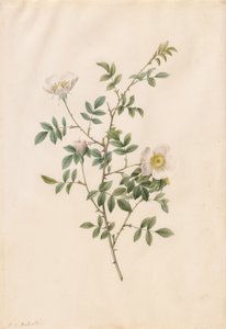 Brier Bush Rose lub Dog Rose Rose Sepium Rosea, 1817-1824. autorstwa Pierre Joseph Redouté