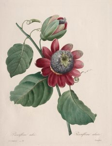 Wybór najpiękniejszych kwiatów... najpiękniejszych owoców: Passiflore ailee, 1827. autorstwa Pierre Joseph Redouté