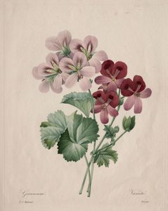 Geranium, 1827. autorstwa Pierre Joseph Redouté