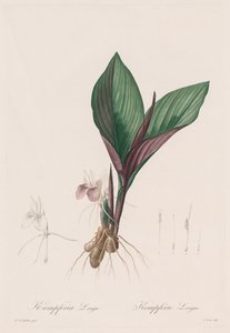 Les Liliacées: Kaempferia longa, 1802-1816. autorstwa Pierre Joseph Redouté