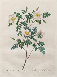 Róże: Rosa Candolleana Elegans, 1817-1824. autorstwa Pierre Joseph Redouté