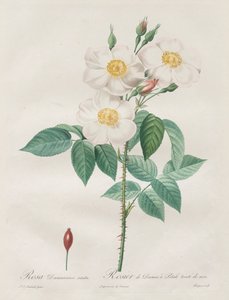 Les Roses: Rosa Damascena, subalba, 1817-1824. autorstwa Pierre Joseph Redouté