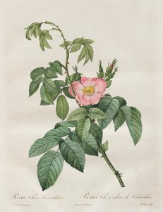Róże: Rosa Villosa Terebenthina, 1817-1824. autorstwa Pierre Joseph Redouté