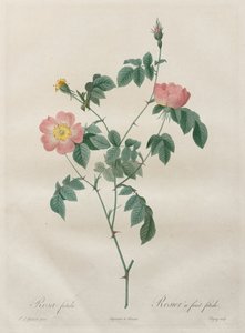 Les Roses: Rosa indica, 1817-1824. autorstwa Pierre Joseph Redouté