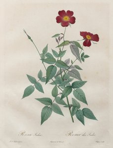 Les Roses: Rosa indica, 1817-1824. autorstwa Pierre Joseph Redouté
