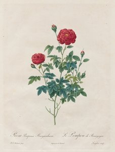 Różowy pompon, 1817-1824. autorstwa Pierre Joseph Redouté