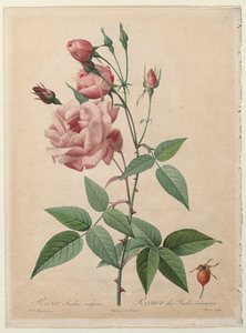 Róże: Chiny lub Róża bengalska, 1817-1824. autorstwa Pierre Joseph Redouté