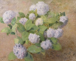 Niebieskie Hortensje