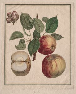 Jabłko z Liściem i Kwiatem Owocowym, 1768.