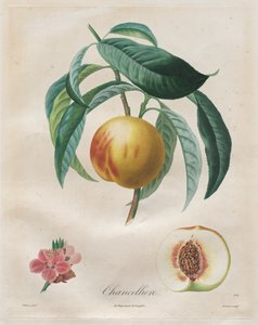 Traktat drzew owocowych: kanclerz, 1808-1835.