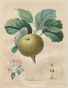 Traktat o drzewach owocowych: Summer Rambour, 1808-1835.