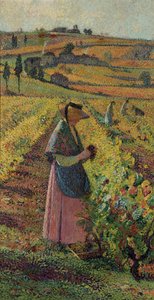 Żniwa; Zbiór winogron, ok. 1925