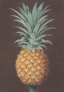 Sosna Antigua o zielonych liściach, 1807 r. autorstwa Henri Merke