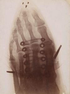 Stopa w bucie, 1896. autorstwa Henri van Heurck