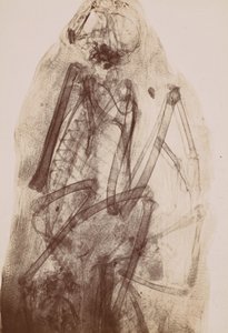 [Prześwietlenie mumii Raptora], 1896. autorstwa Henri van Heurck