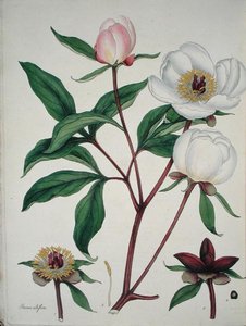 Paeonia Albiflora, z „Repozytorium botanika”, wydana w 1797 r. (kolorowa rycina) autorstwa Henry Andrews