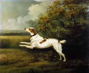 Springer spaniel w krajobrazie