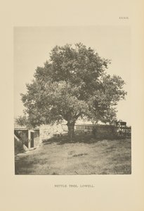 Nettle Tree, Lowell autorstwa Henry Brooks