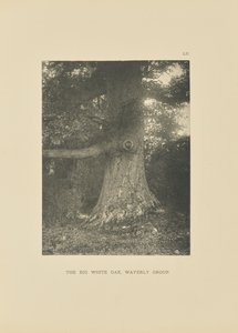 The Big White Oak, Waverly Group