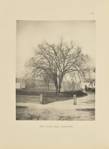 The Clark Elm, Lexington