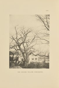 The Groome Willow, Dorchester