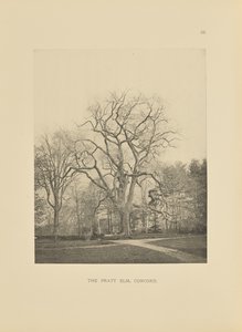 The Pratt Elm, Concord
