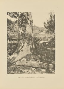 The Rice Buttonwood, Charlemont
