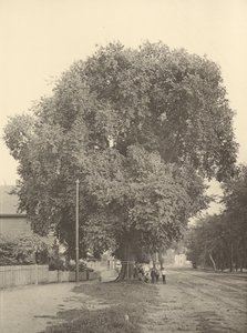 Wiąz Whittemore, Arlington