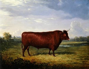 Portret brązowego byka