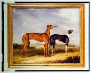 Dwa psy rasy Greyhound, własność dr Edmunda Taylora z Booth Hall