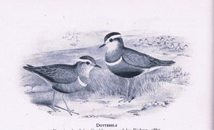 Dotterells, Nature in Britain, wyd. Collins, 1946