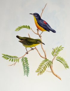 Pomarańczowobrzuchy (Dicaeum trigonostigma), z Birds of Asia