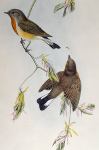 Muchołówka mała (Ficedula parva), z Birds of Great Britain