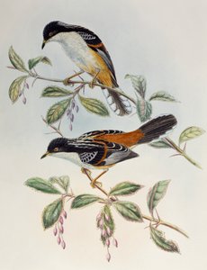 Sibia rufowata (Heterophasia annectans), z Birds of Asia
