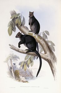 Drzewny kangur