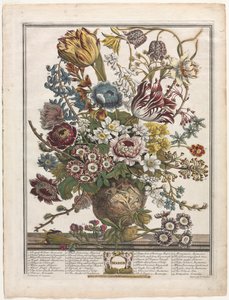 Dwanaście miesięcy kwiatów: marzec 1730.