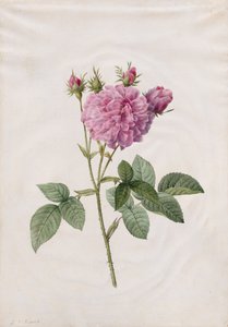 Róża Agatha (Rosa Gallica Agatha)