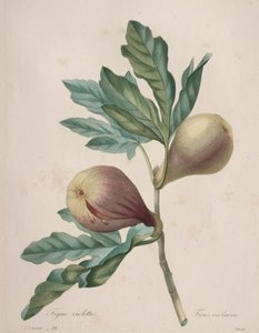 Wybór najpiękniejszych kwiatów...najpiękniejszych owoców: Violet Fig