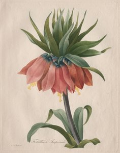Korona Cesarska Fritillary autorstwa Henry Joseph Redouté
