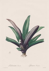 Les Liliacées: Odbarwienie Tradescantia autorstwa Henry Joseph Redouté