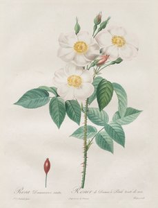 Róże: Rosa Damascena, subalba