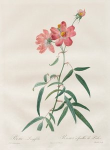 Róże: Rosa Longifolia
