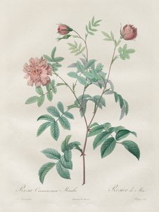 Les Roses: Cynamonowy róż